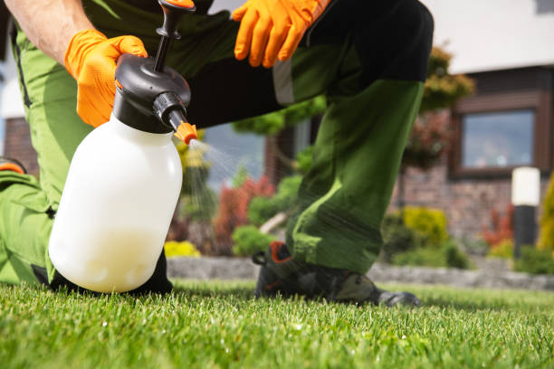 Wasp Removal Services in Jefferson, NC
