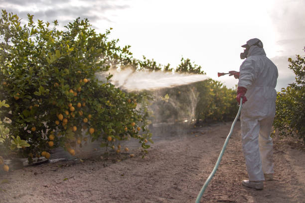 Best Ant Control Services  in Jefferson, NC