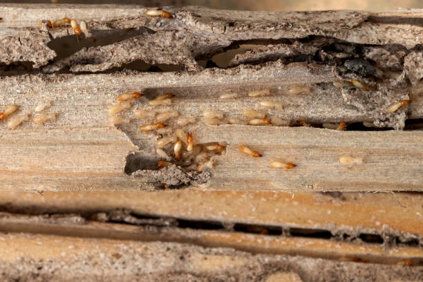 Bird Control in Jefferson, NC